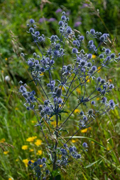 Fiori Selvatici Estate Paesaggio Natura — Foto Stock