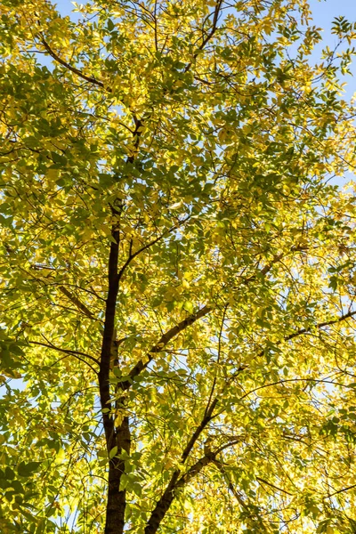 Листья Деревьев Вид Снизу Небо Осенний Пейзаж — стоковое фото