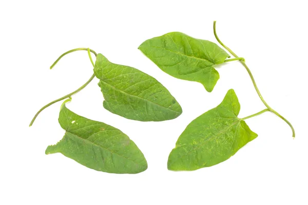Grüne Blätter Einer Schlingpflanze Auf Weißem Hintergrund — Stockfoto