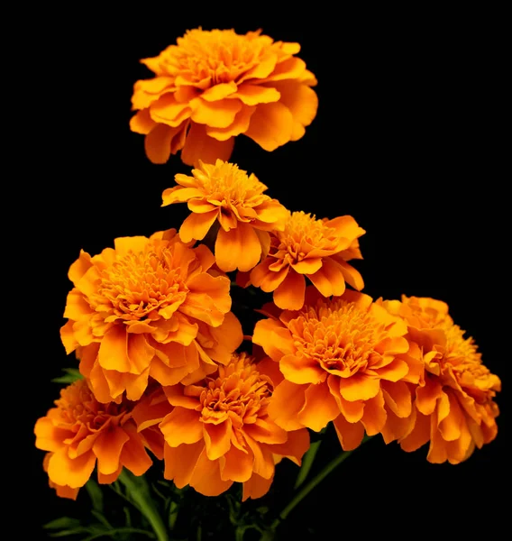 在黑色背景上被隔绝的花的 Tagetes — 图库照片