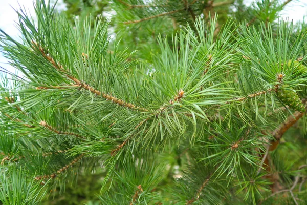 Large Green Needles Tree Spruce Royalty Free Stock Photos