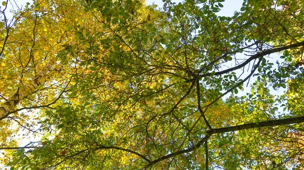 Blätter Der Bäume Blick Von Unten Den Himmel Herbstlandschaft lizenzfreie Stockfotos