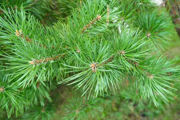 Large Green Needles Tree Spruce Royalty Free Stock Photos