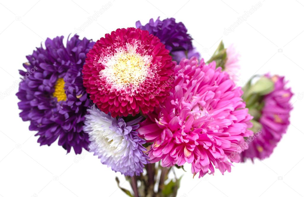 aster flowers isolated on white background