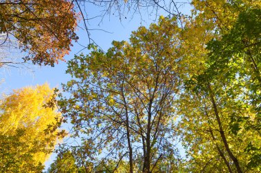 ağaç görünümünü aşağıdan gökyüzüne sonbahar manzara bırakır