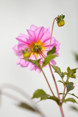 parlak çiçekler doğaya yakın çekim