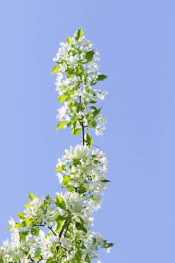 elma ağacı çiçek Peyzaj doğal