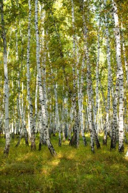 Sarı huş ağacı orman, geç sonbahar doğa manzara