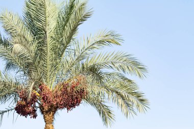 tarihleri bir palmiye ağacı doğa üzerinde büyümek