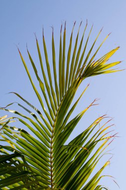 gökyüzü arka plan üzerinde palmiye ağaçlarının yaprakları