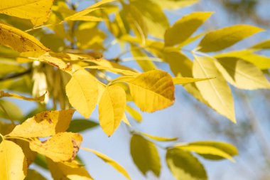 Sonbahar Orman, yaprak döken ağaçlar, peyzaj