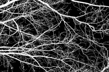 ağaç dalları siluet siyah arka plan üzerine beyaz