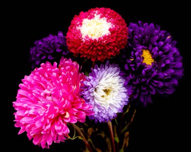 siyah bir arka plan üzerinde izole aster çiçekler