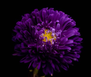 siyah bir arka plan üzerinde izole aster çiçekler