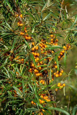 Olgun deniz cehri çilek ağacı üzerinde