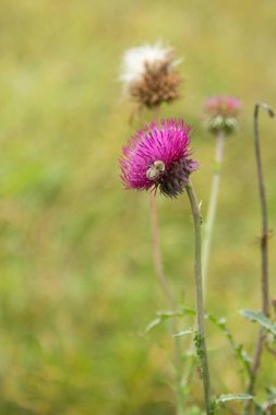 Thistle çiçek closeup doğa
