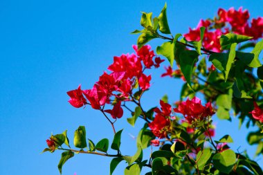 Begonvil parlak çiçek peyzaj