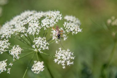 aegopodium bulanık yeşil zemin üzerine çiçek