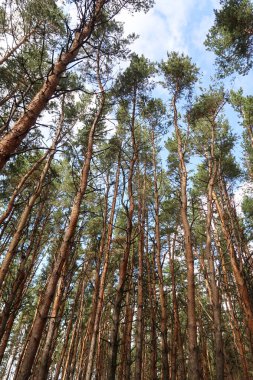 orman manzaralı aşağıdan gökyüzüne huş ağacı