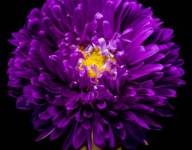 siyah bir arka plan üzerinde izole aster çiçekler