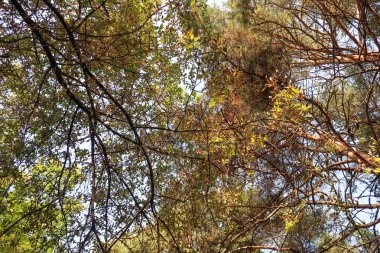 çam ormanı görünümünden alt gökyüzü