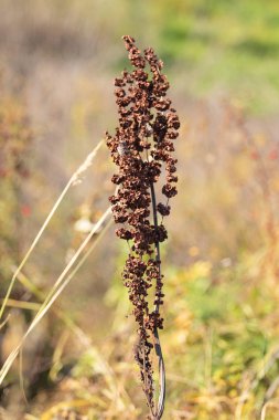 vahşi kuzukulağı doğa tohumları Kuru