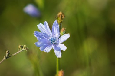 mavi çiçekler Hindiba Doğa