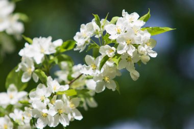 elma ağacı çiçek Peyzaj doğal
