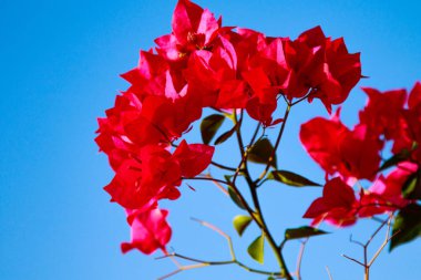 Begonvil parlak çiçek peyzaj