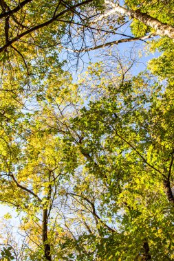 ağaç görünümünü aşağıdan gökyüzüne sonbahar manzara bırakır