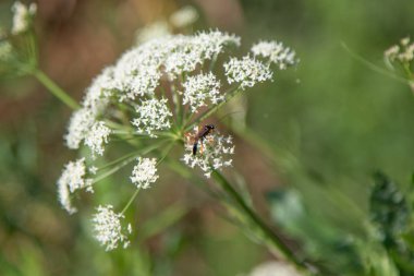aegopodium bulanık yeşil zemin üzerine çiçek
