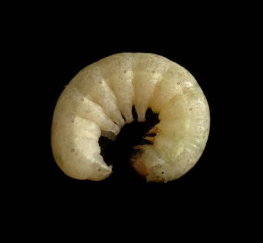 siyah bir zemin üzerine beyaz ipekböceği tırtıl