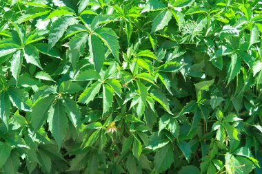 yeşil ağaçların altındaki mavi gökyüzü görünümü karşı