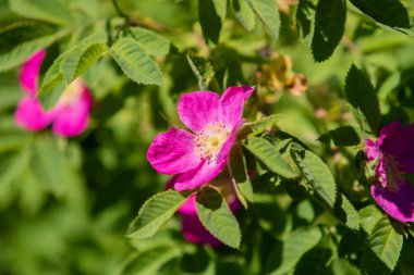 vahşi rose hips manzara yakın çekim