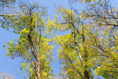 ağaç görünümünü aşağıdan gökyüzüne sonbahar manzara bırakır