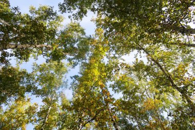huş ağacı orman manzaralı gökyüzüne Sonbahar Doğa