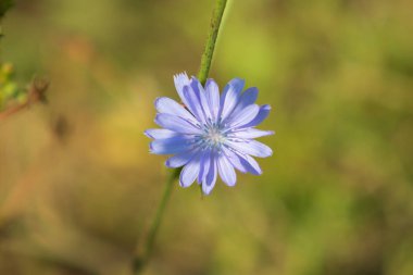 mavi çiçekler Hindiba Doğa