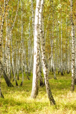 Sarı huş ağacı orman, geç sonbahar doğa manzara