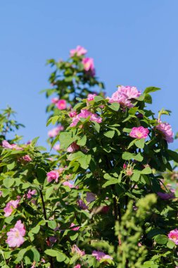 vahşi rose hips manzara yakın çekim