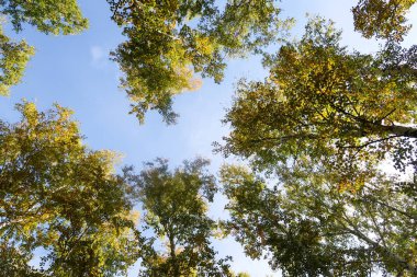 huş ağacı orman manzaralı gökyüzüne Sonbahar Doğa