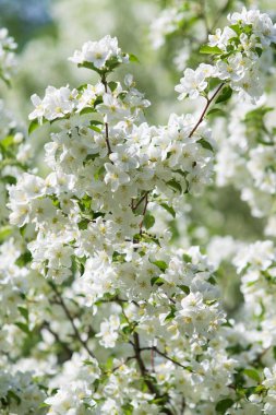 elma ağacı çiçek Peyzaj doğal
