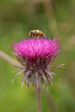 Thistle çiçek closeup doğa