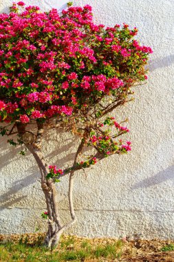 Begonvil parlak çiçek peyzaj