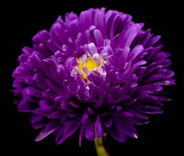 siyah bir arka plan üzerinde izole aster çiçekler