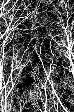 ağaç dalları siluet siyah arka plan üzerine beyaz