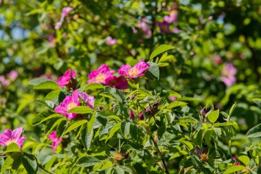 vahşi rose hips manzara yakın çekim