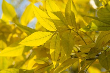 Sonbahar Orman, yaprak döken ağaçlar, peyzaj