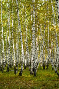 Sarı huş ağacı orman, geç sonbahar doğa manzara