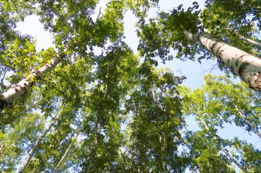 orman manzaralı aşağıdan gökyüzüne huş ağacı