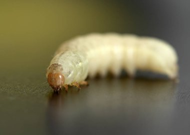 siyah bir zemin üzerine beyaz ipekböceği tırtıl